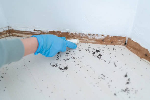 Best Pest Control Treatment  in Palo Cedro, CA